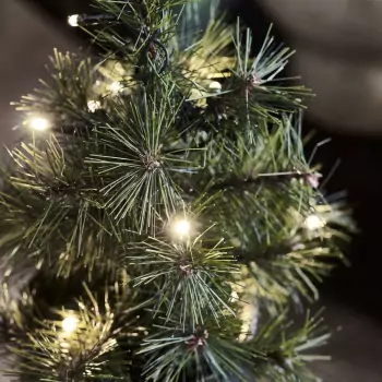 Vianočný stromček Pinus