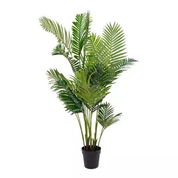 Dekoratívna rastlina Areca Palm