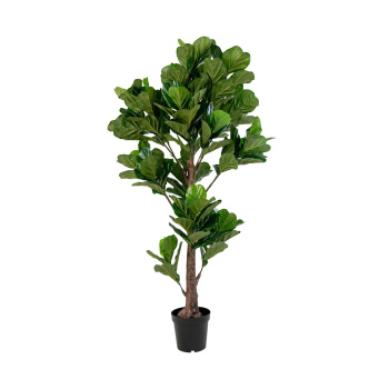 Dekoratívna rastlina Fiddle Leaf Tree